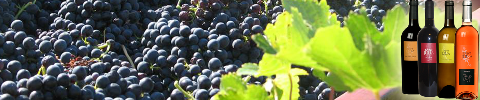Domaine Saint Julia, vente de vins du pays de languedoc, Montpellier, Hérault 34.