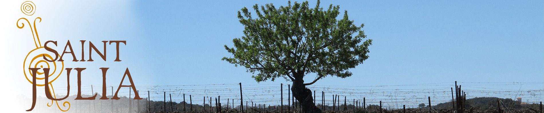 Arbre et vignoble de Saint Julia