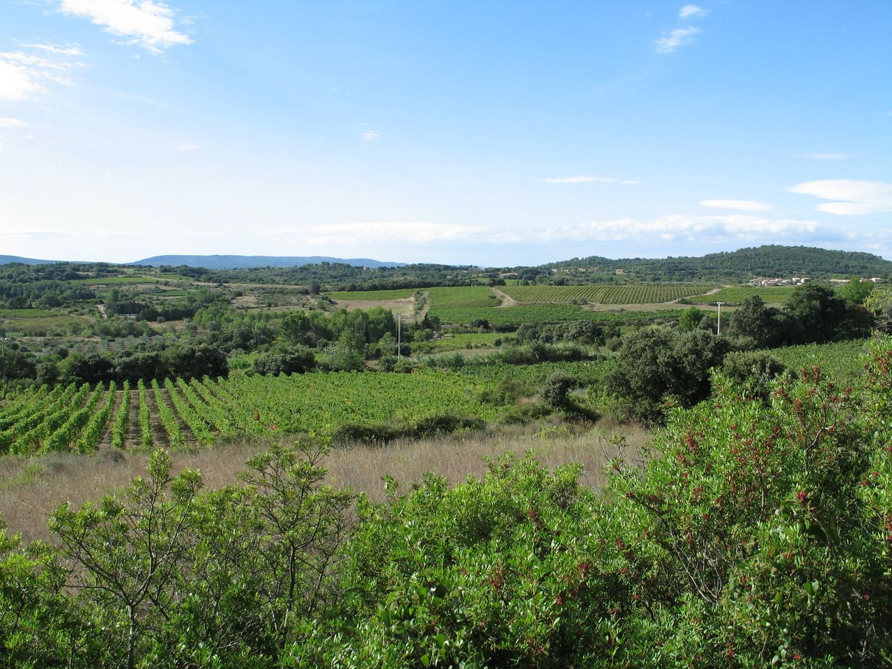 Paysage des vignes du Domaine Saint Julia
