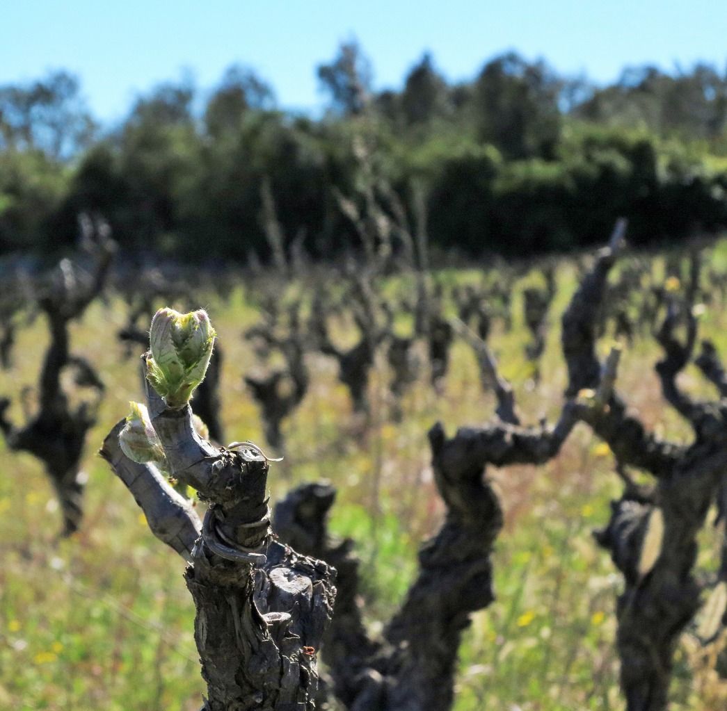 Cépages taillés dans le vignoble