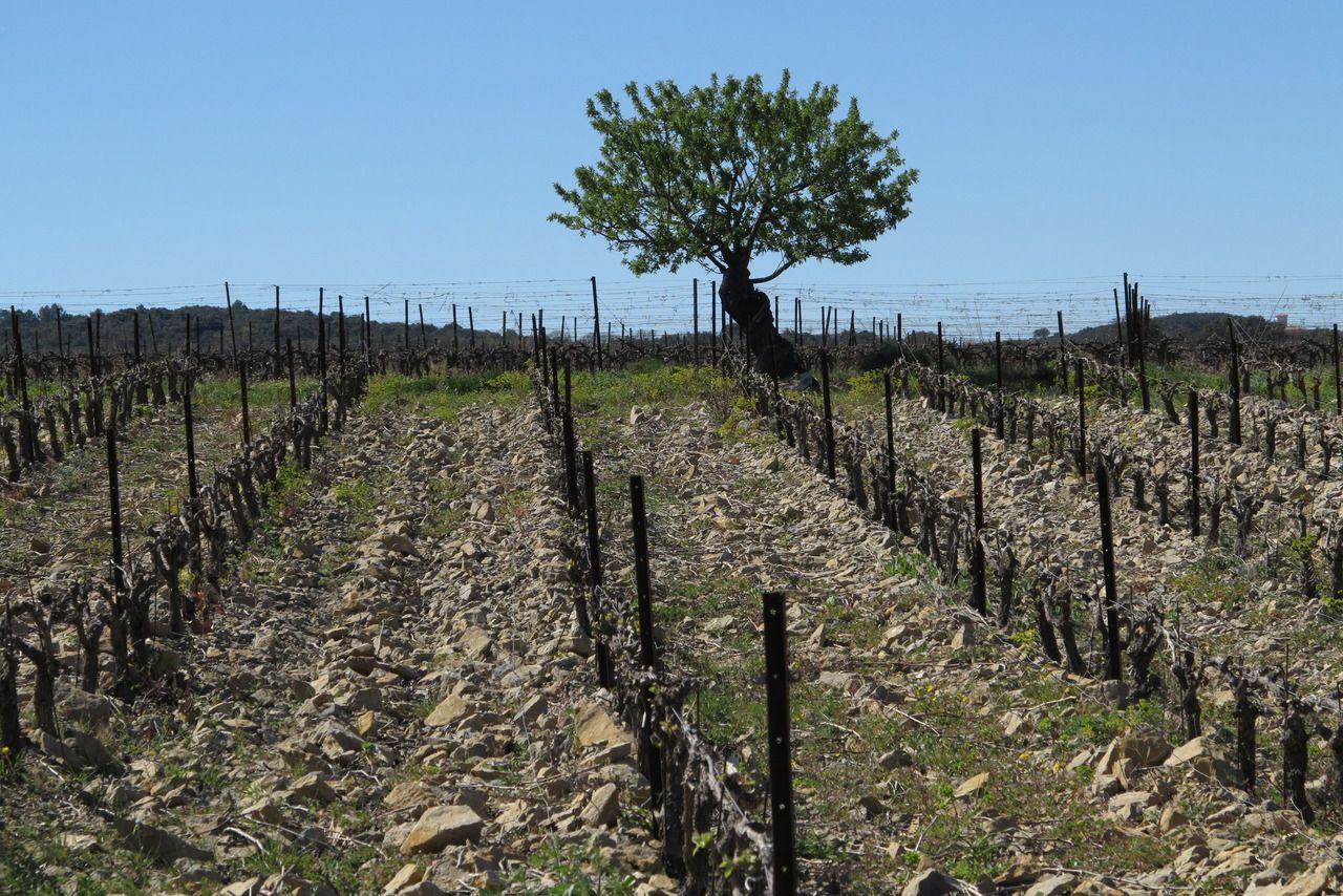 Rangées de vignes et arbre dans le domaine