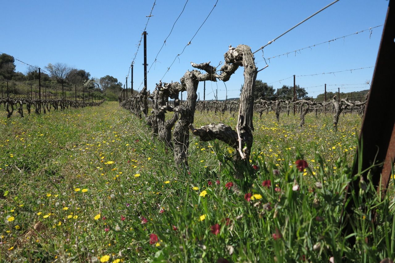 Pieds de vigne conduits sur fils
