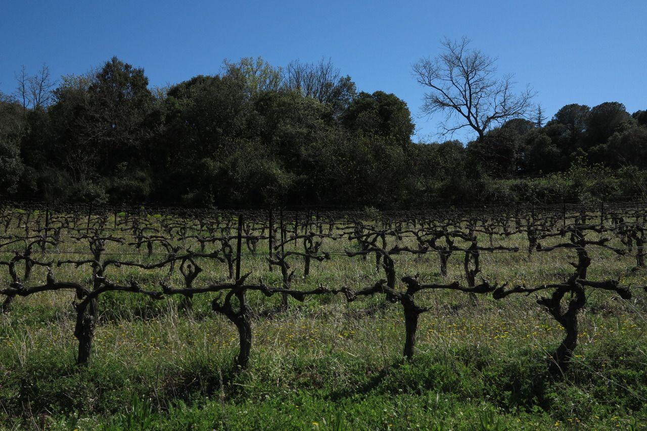 Vignes au pied des arbres
