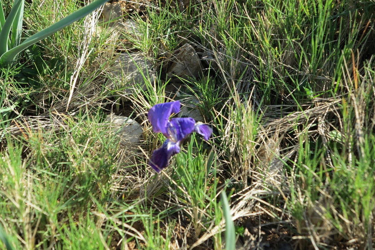 Iris violet dans le vignoble