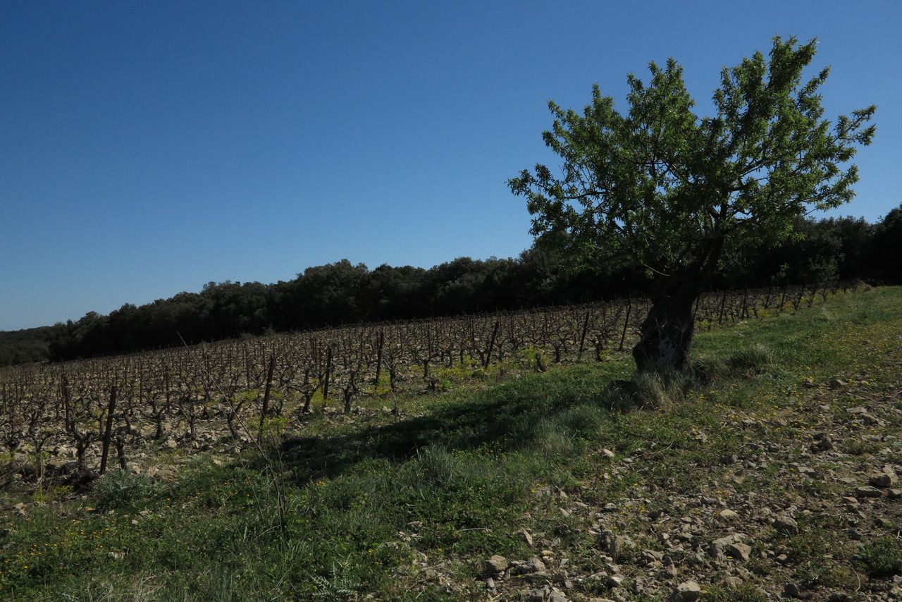 Arbre au milieu des vignes