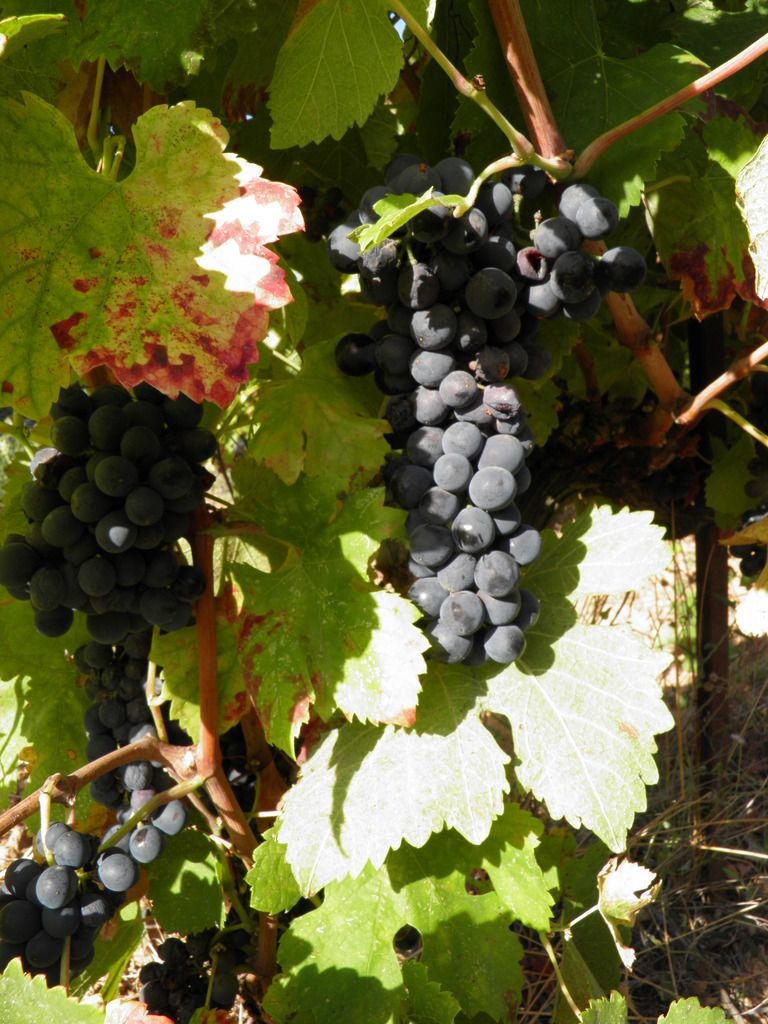 Grappes de raisin noir sur la vigne