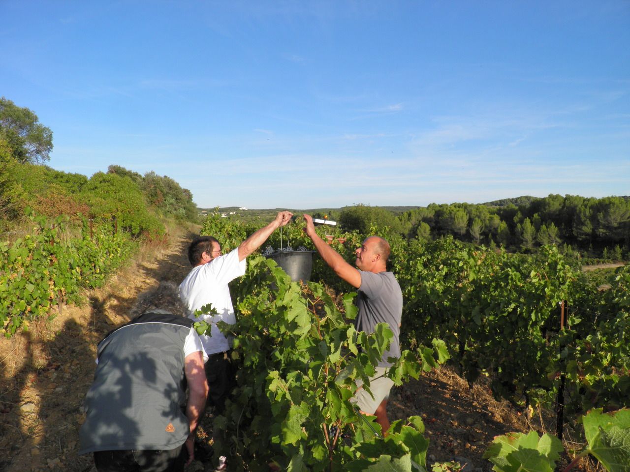 Récolte manuelle pendant les vendanges