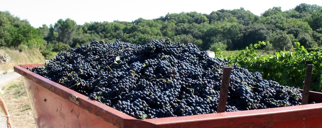 Raisins récoltés dans une remorque