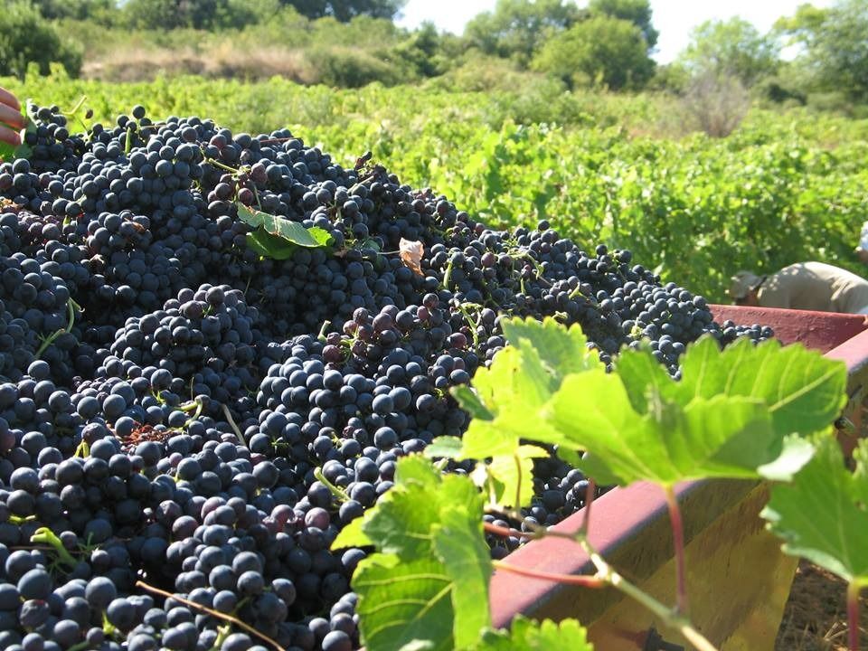 Raisins noirs et feuilles après récolte