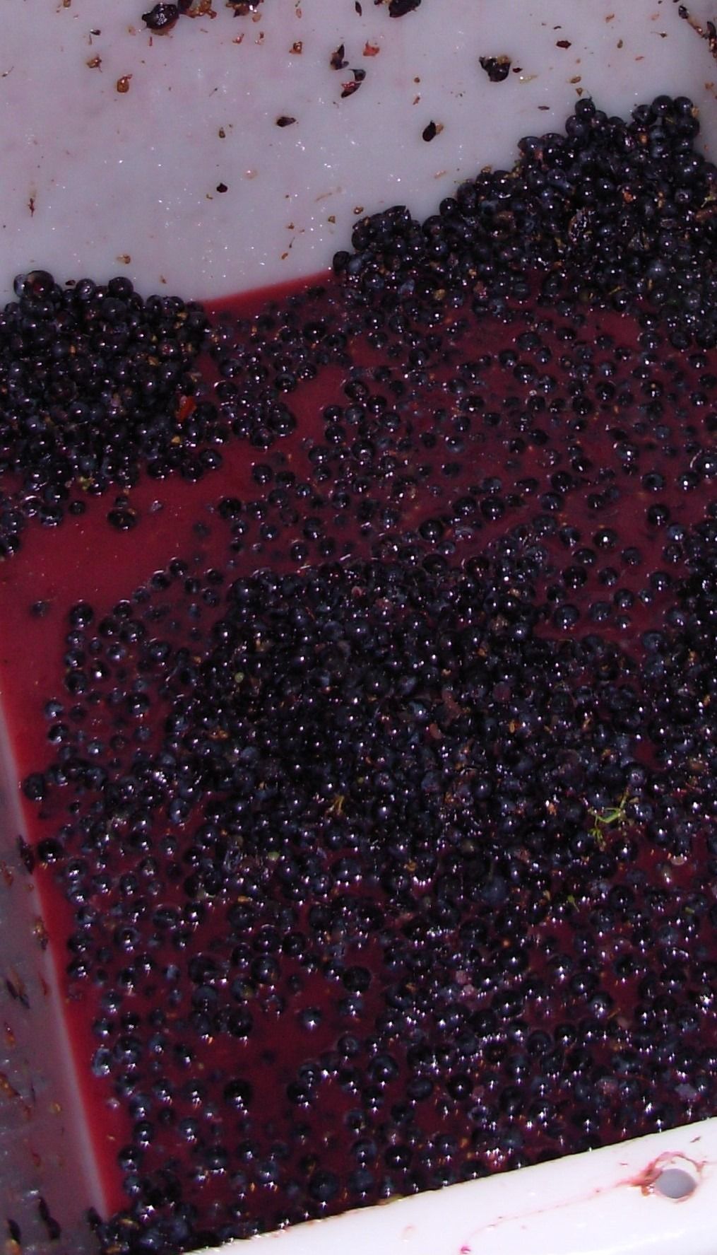Raisins en cours de vinification