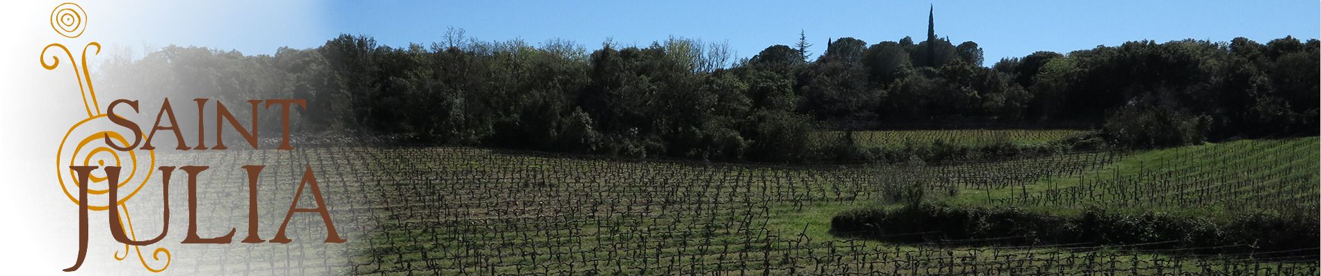 Le vignoble à la lumière du soir